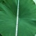 《白洋淀野生鲜荷叶》