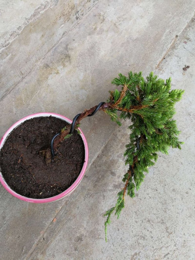 实拍迎客松室内外植物松柏地柏造型盆栽办公室庭院景观绿植盆