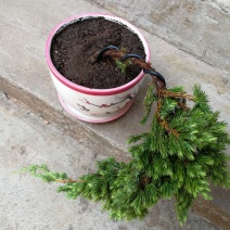 实拍迎客松室内外植物松柏地柏造型盆栽办公室庭院景观绿植盆