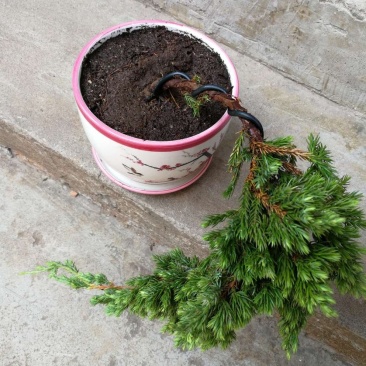 实拍迎客松室内外植物松柏地柏造型盆栽办公室庭院景观绿植盆