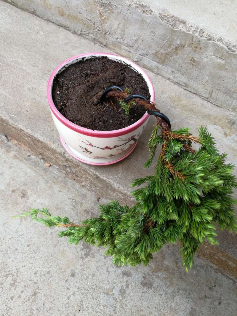 实拍迎客松室内外植物松柏地柏造型盆栽办公室庭院景观绿植盆