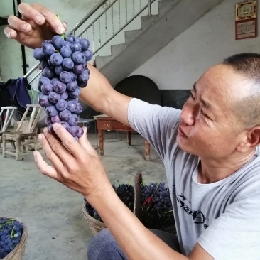 夏黑葡萄，滕稔葡萄