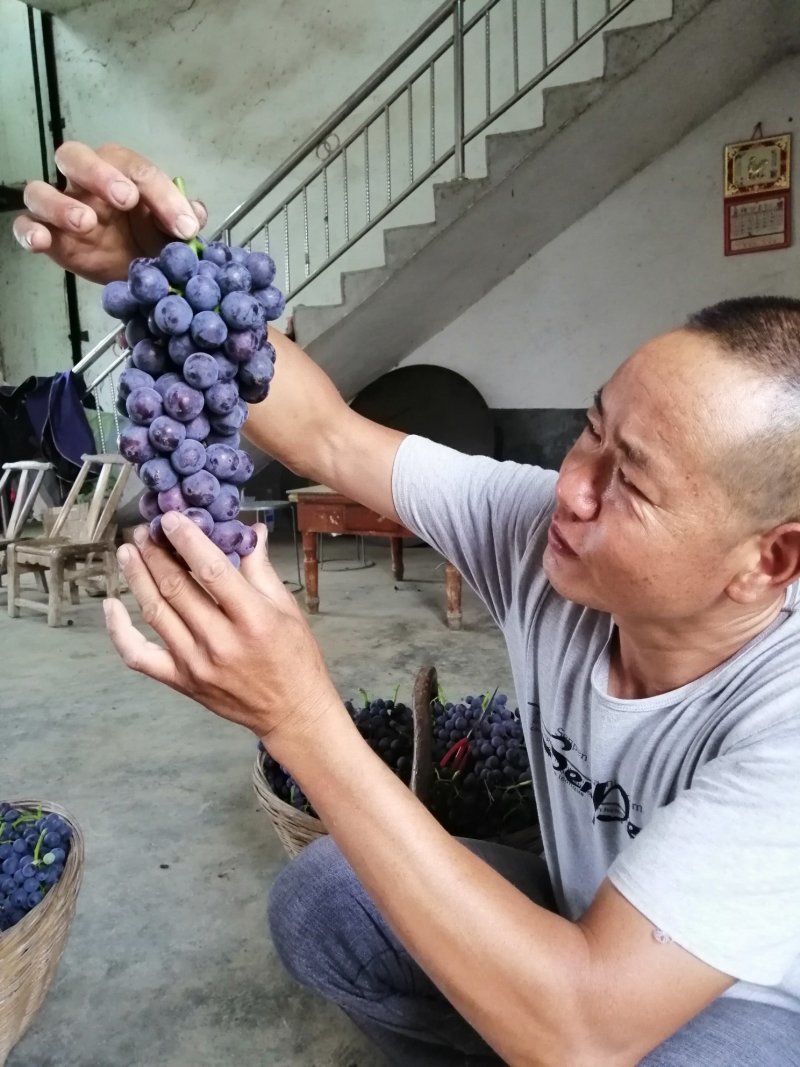 夏黑葡萄，滕稔葡萄