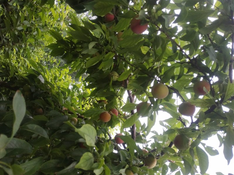 红布林李子王茅镇上毫村