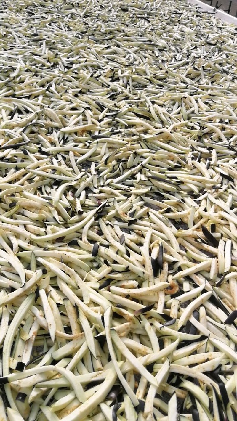 茄子干