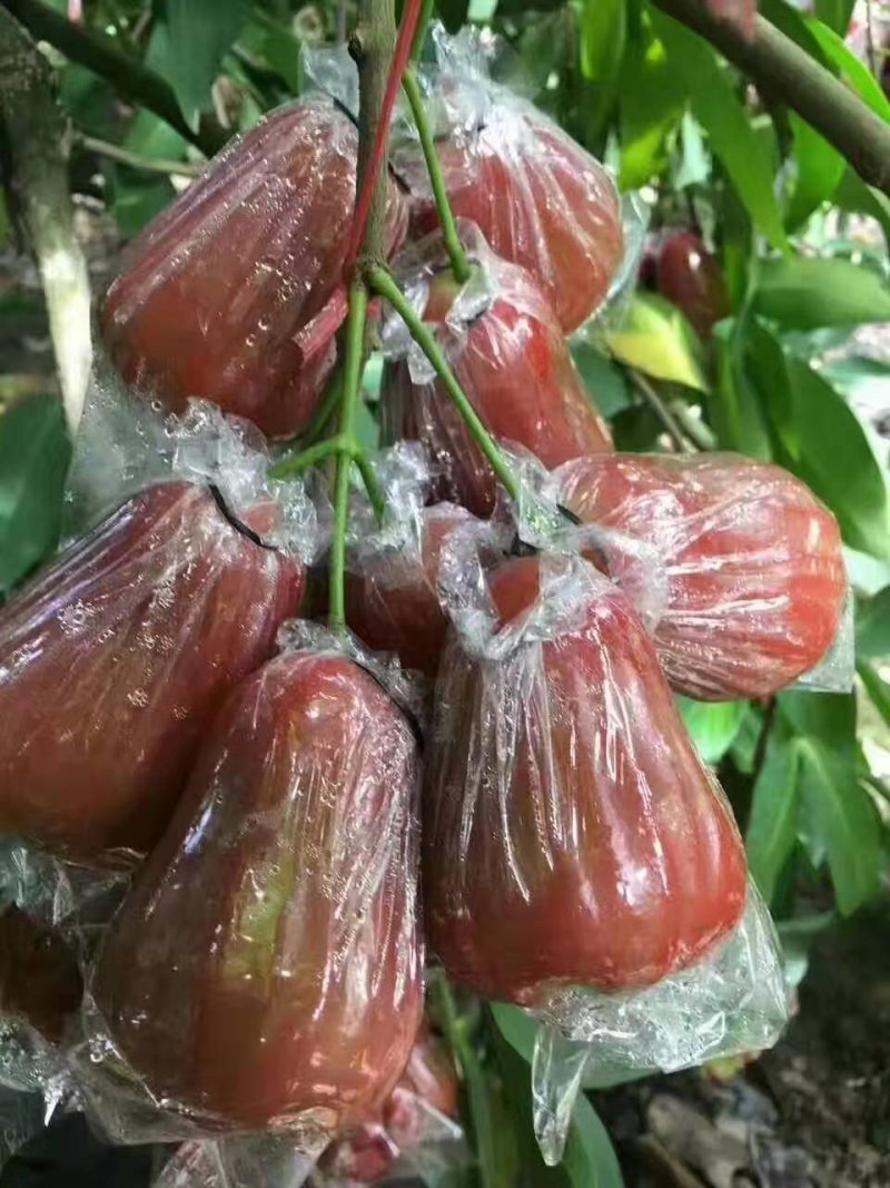越南黑金刚莲雾