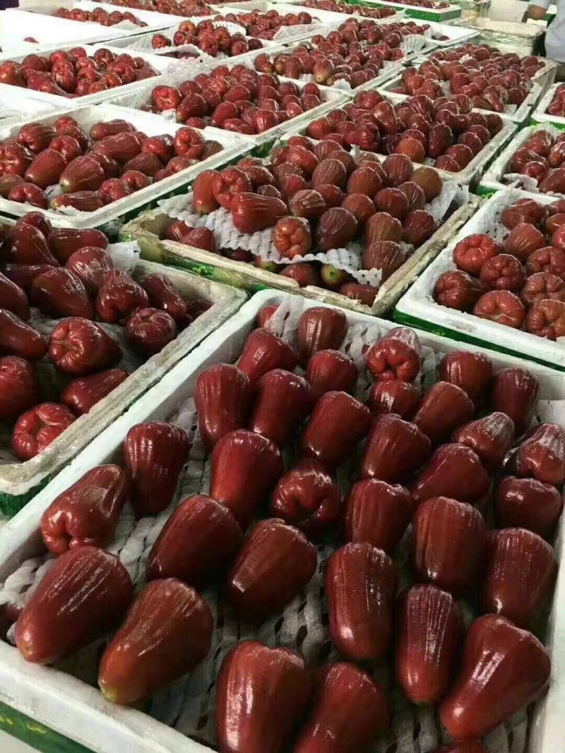 越南黑金刚莲雾