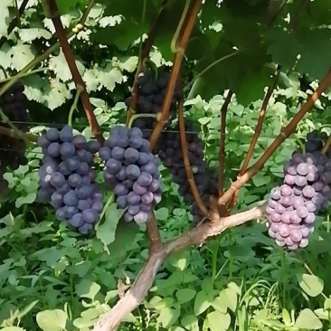 夏黑葡萄