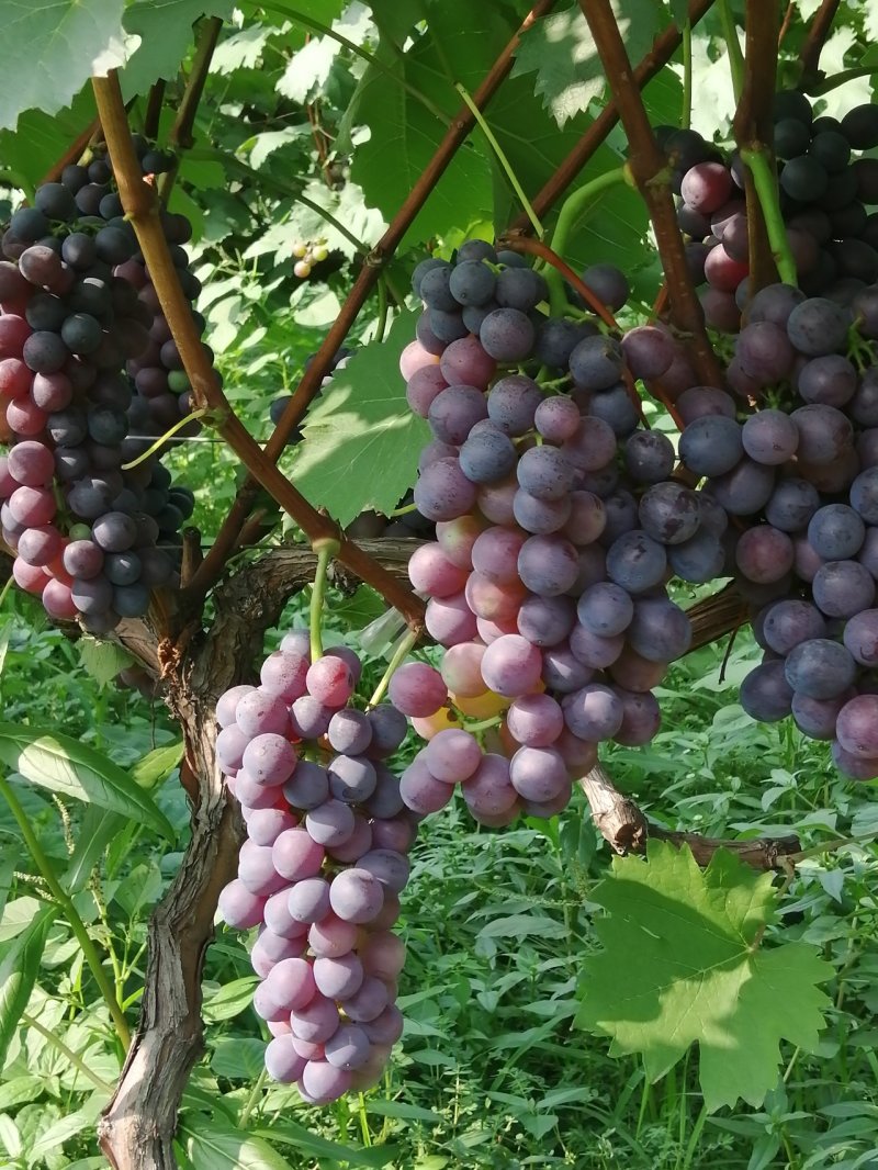 夏黑葡萄