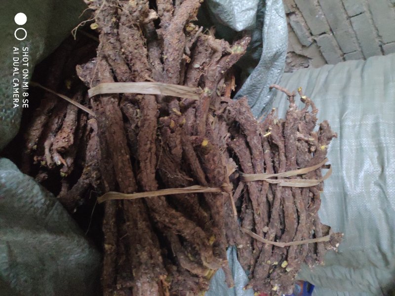 陕西商洛优质手选黄芩大条