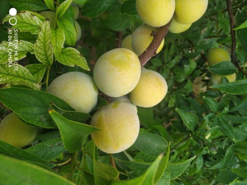 李子(槟子，秋李子)媲美脱骨李，蜂糖李。兼具二者之优。