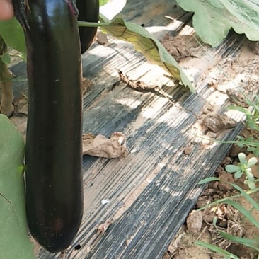 优质紫萼长茄量大，质优，价低欢迎客户采购