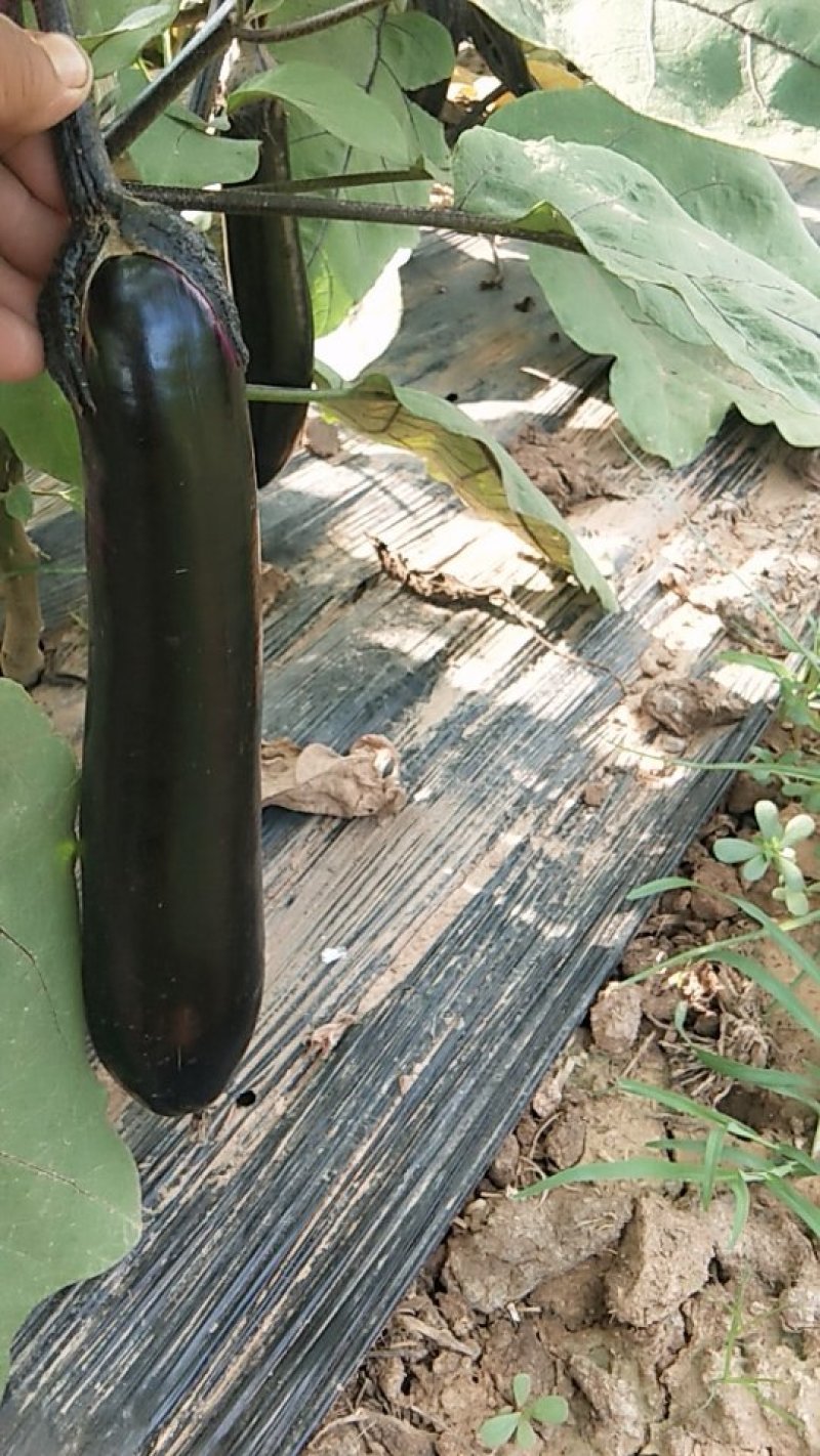 优质紫萼长茄量大，质优，价低欢迎客户采购