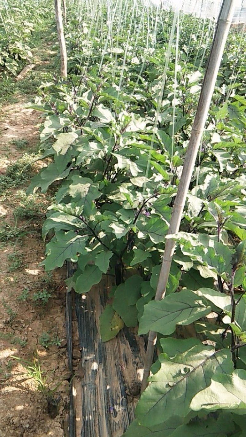 优质紫萼长茄量大，质优，价低欢迎客户采购