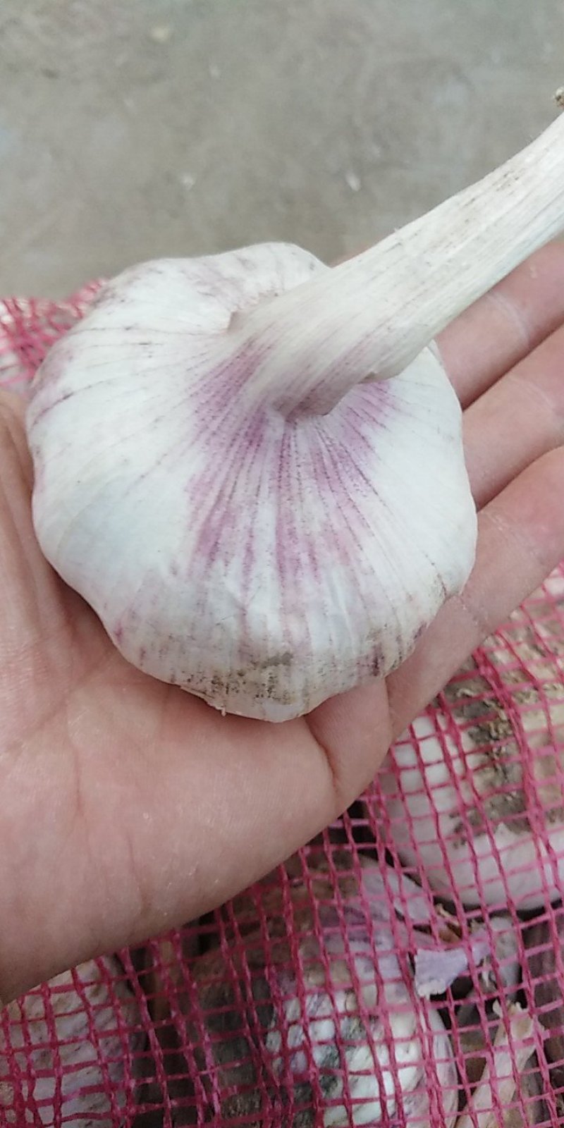 红皮大蒜