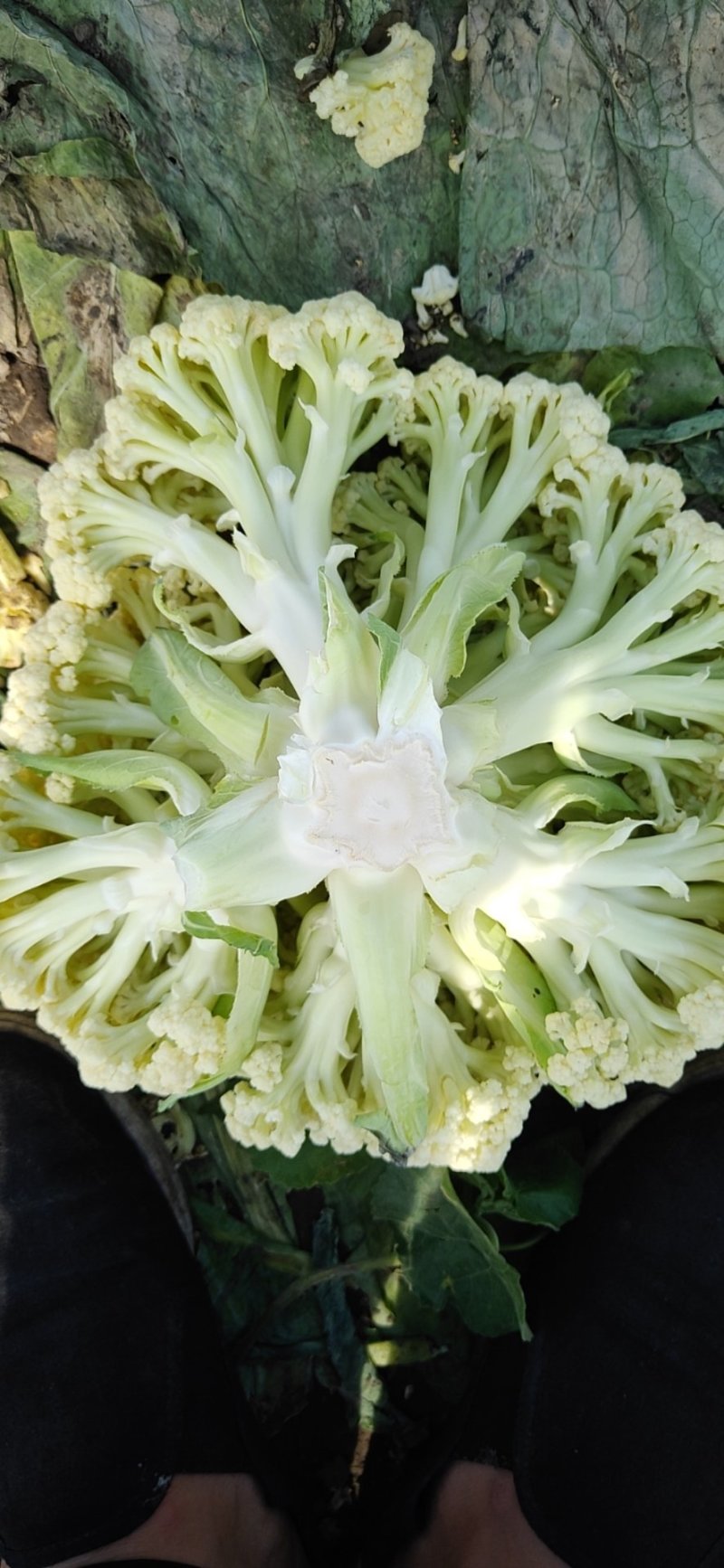 白面青梗散花有机花菜80亩