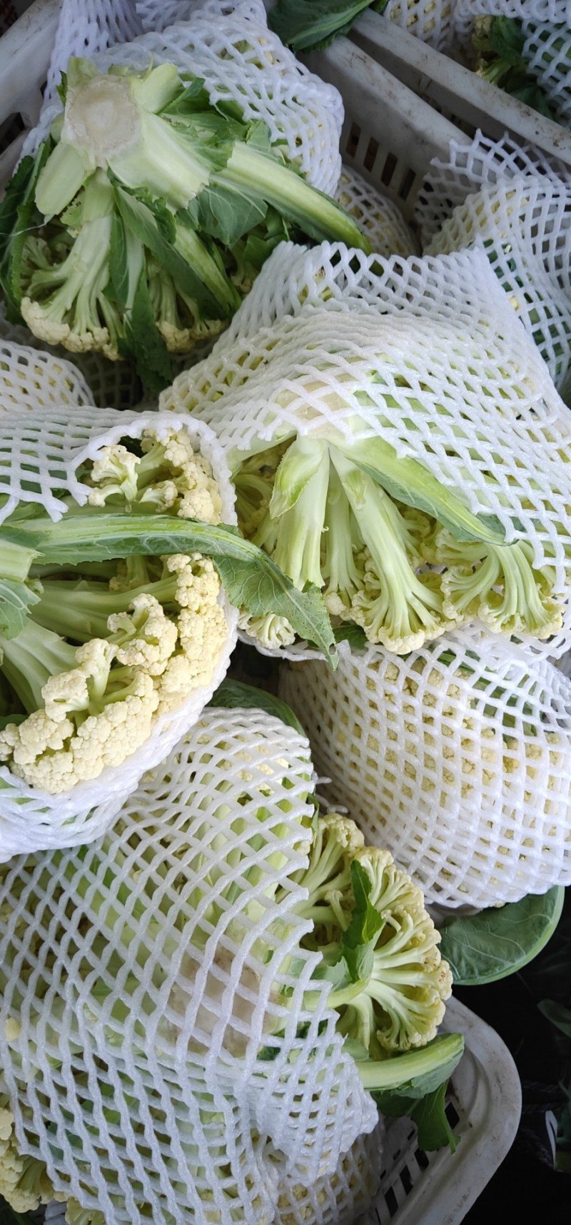 白面青梗散花有机花菜80亩