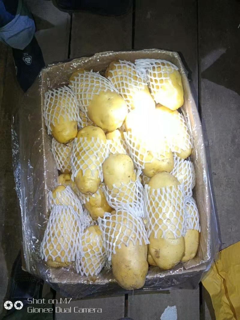 山东新土豆226土豆黄皮黄心4两以上3两以上通货