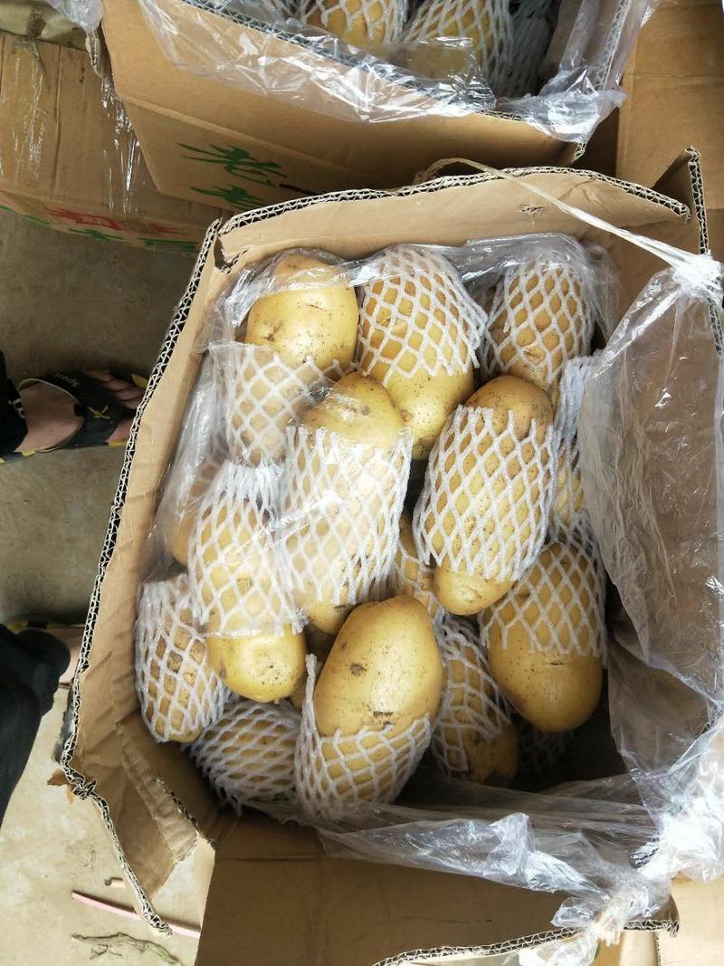 山东新土豆226土豆黄皮黄心4两以上3两以上通货