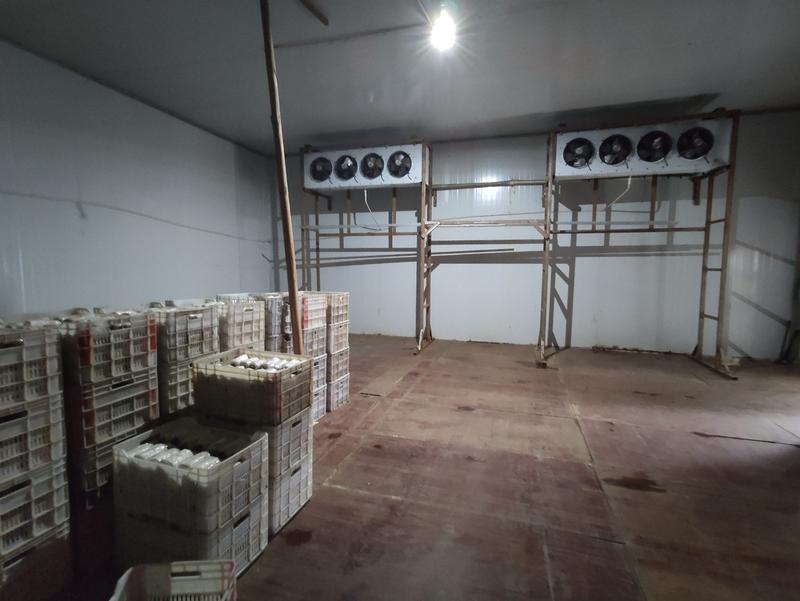 竹荪菌种鲜货批发-提供技术支持厂家直销优质货源