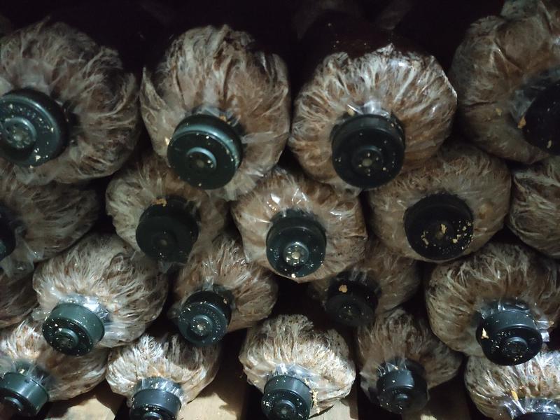大球盖菇菌种赤松茸菌种批发和鲜菇批发提供技术支持厂家直销