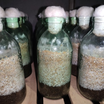大球盖菇菌种赤松茸菌种批发和鲜菇批发提供技术支持厂家直销