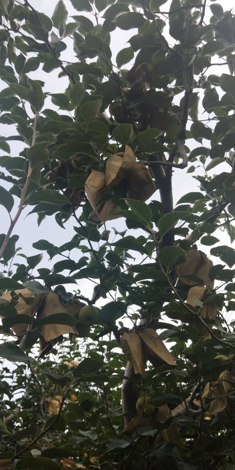 精品红梨大量上市有需要的赶快联系我！晚了就没货量了！