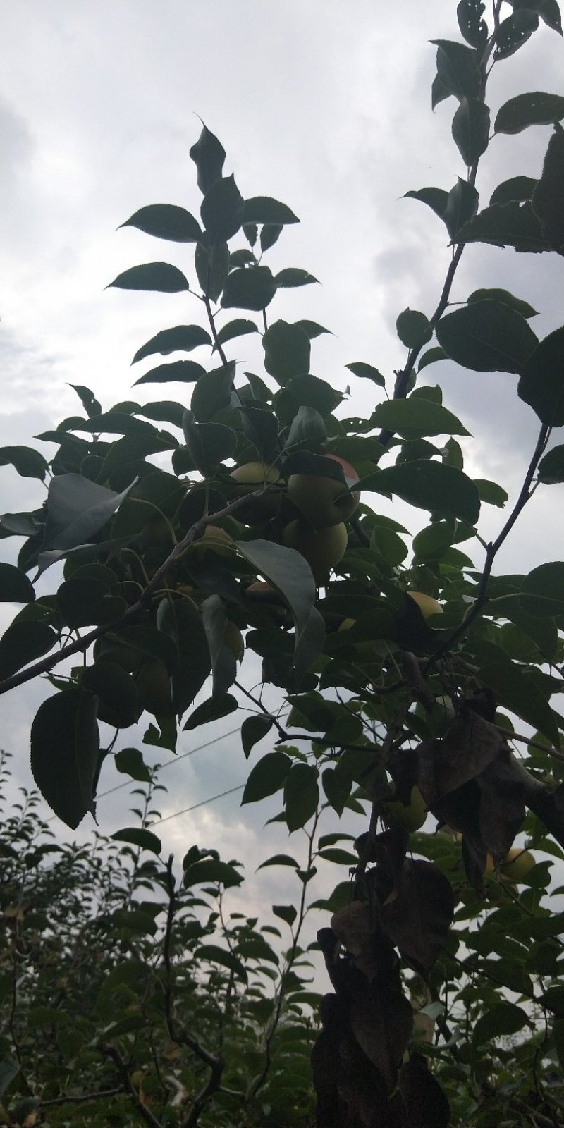 精品红梨大量上市有需要的赶快联系我！晚了就没货量了！
