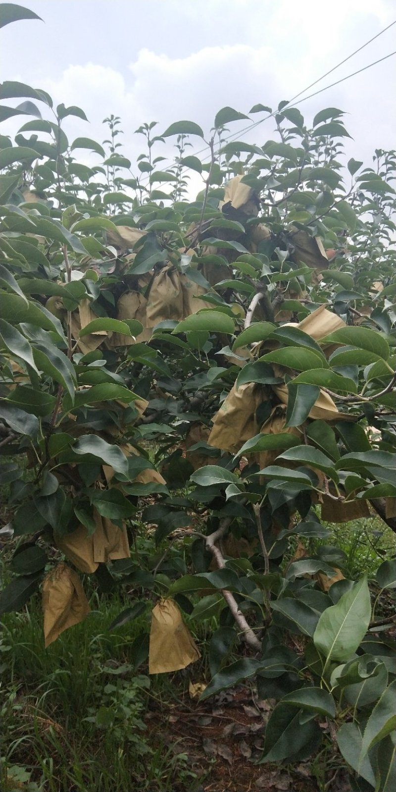 精品红梨大量上市有需要的赶快联系我！晚了就没货量了！