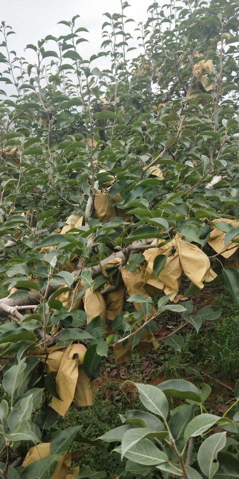 精品红梨大量上市有需要的赶快联系我！晚了就没货量了！