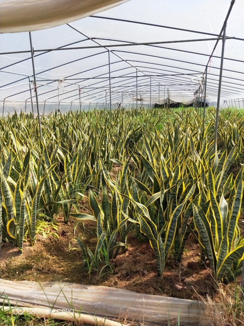 虎皮兰虎尾兰高60到70厘米福建漳州苗木基地批发