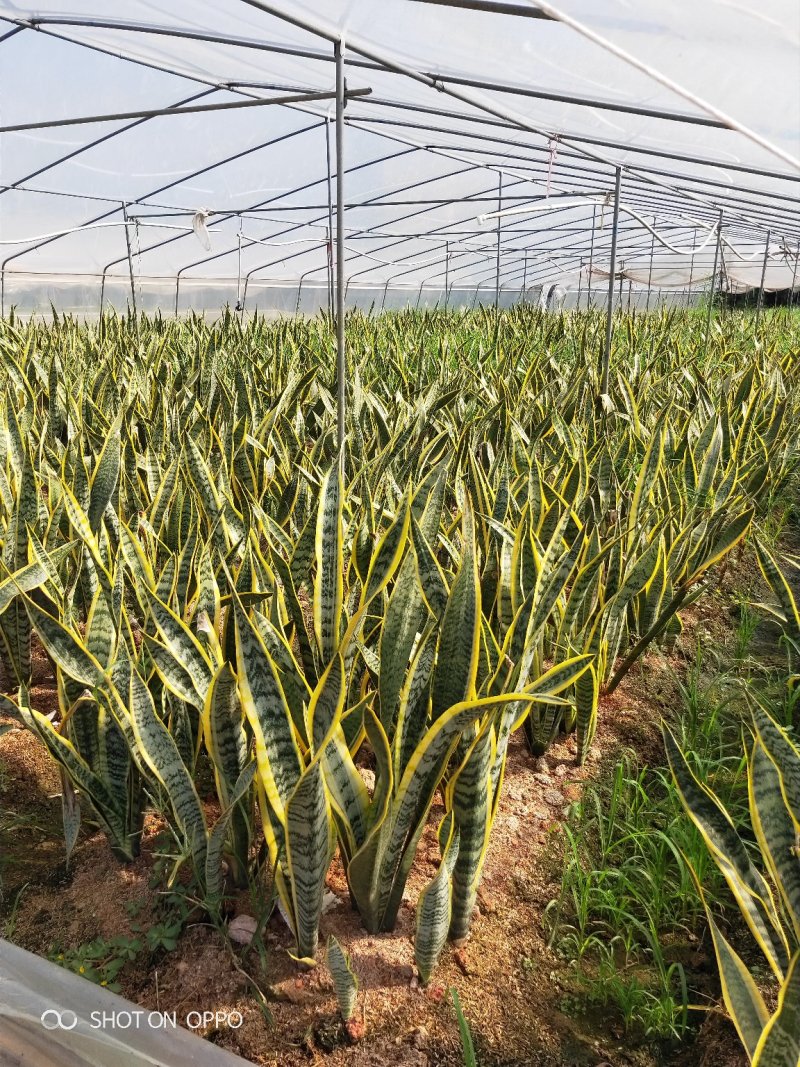 虎皮兰虎尾兰高60到70厘米福建漳州苗木基地批发
