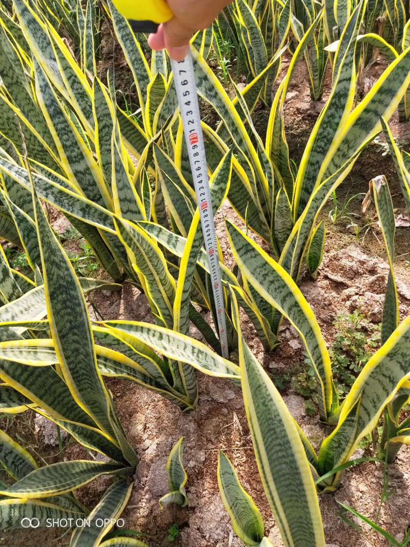 虎皮兰虎尾兰高60到70厘米福建漳州苗木基地批发
