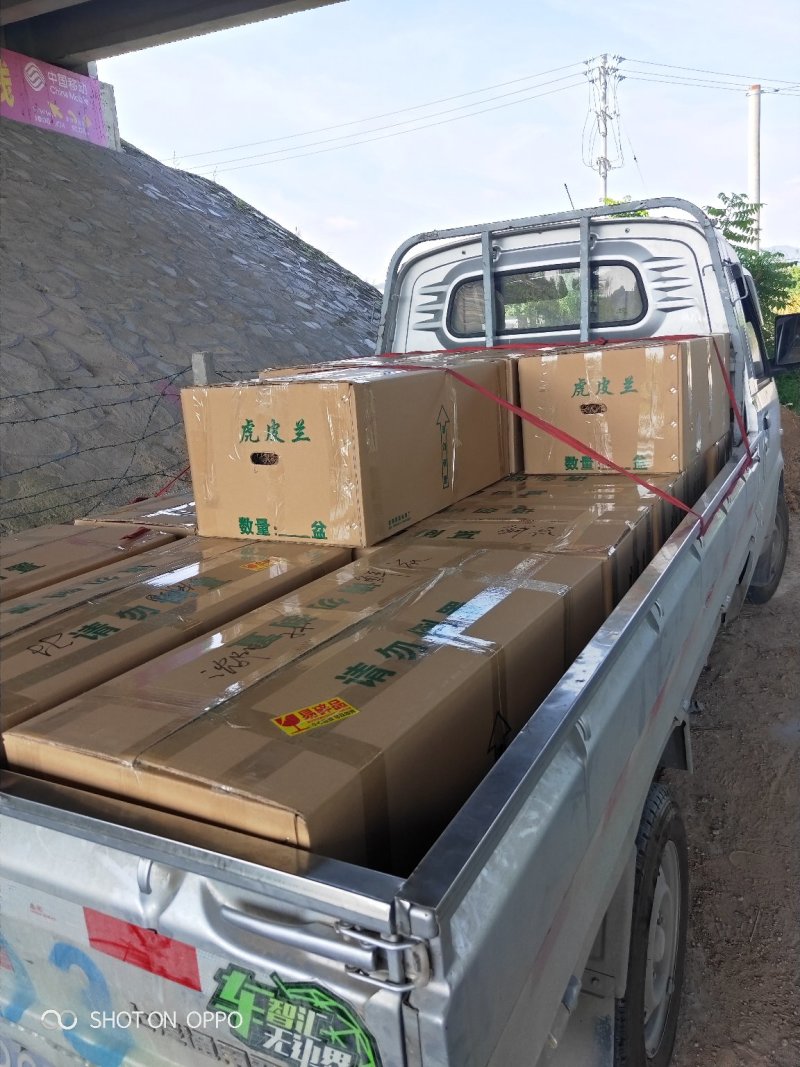 虎皮兰虎尾兰高60到70厘米福建漳州苗木基地批发