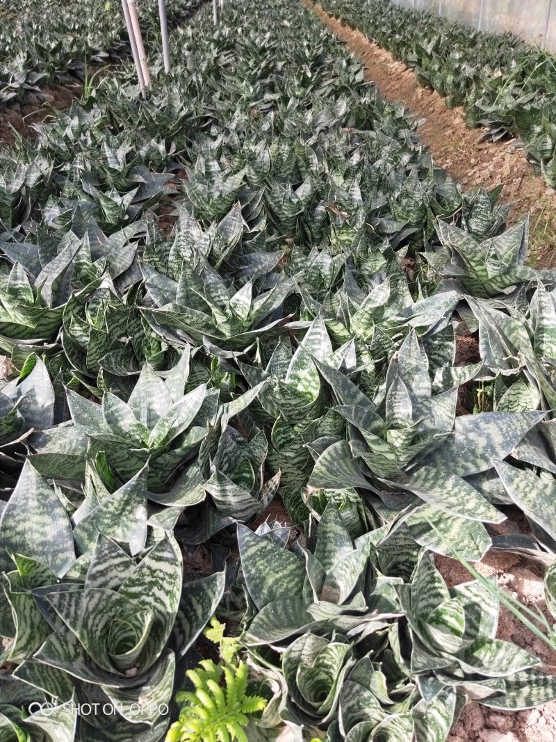 虎皮兰虎尾兰高10到20厘米福建漳州苗木基地批发