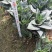 虎皮兰虎尾兰高10到20厘米福建漳州苗木基地批发