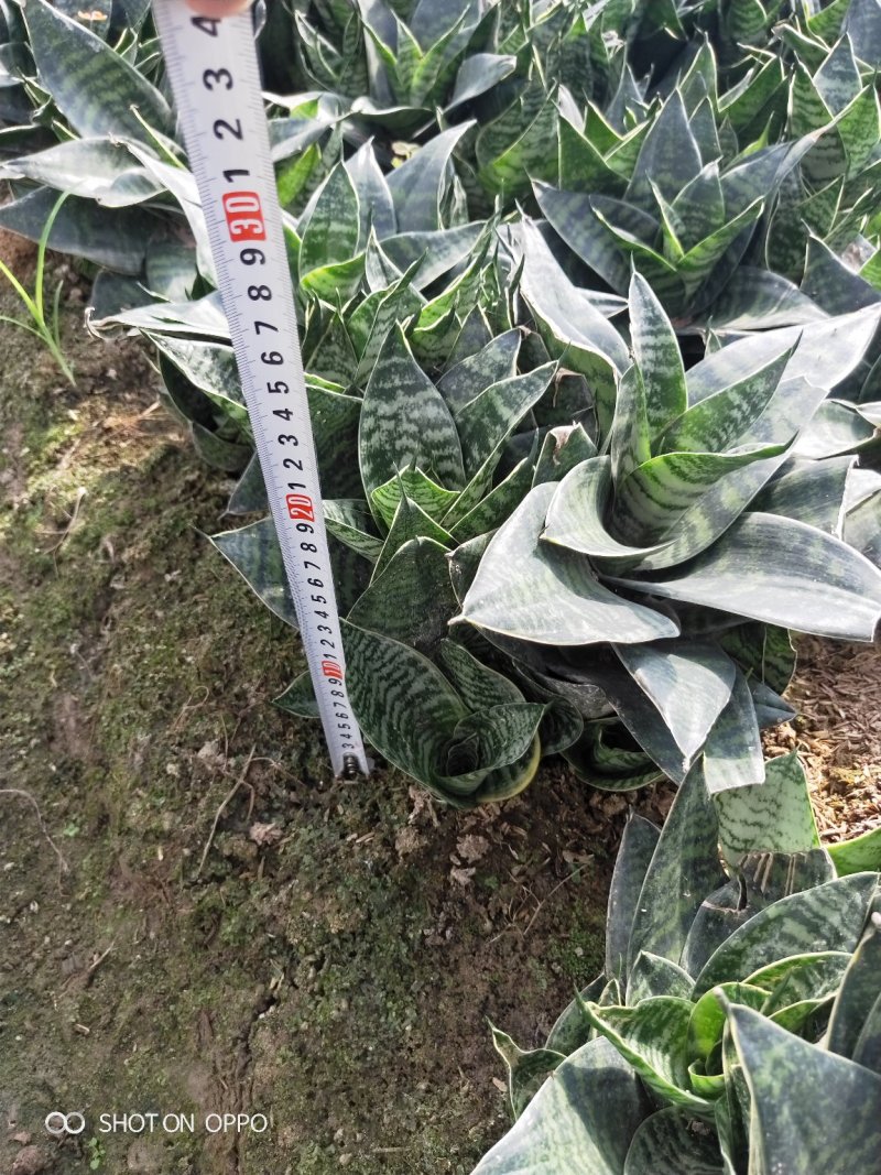虎皮兰虎尾兰高10到20厘米福建漳州苗木基地批发