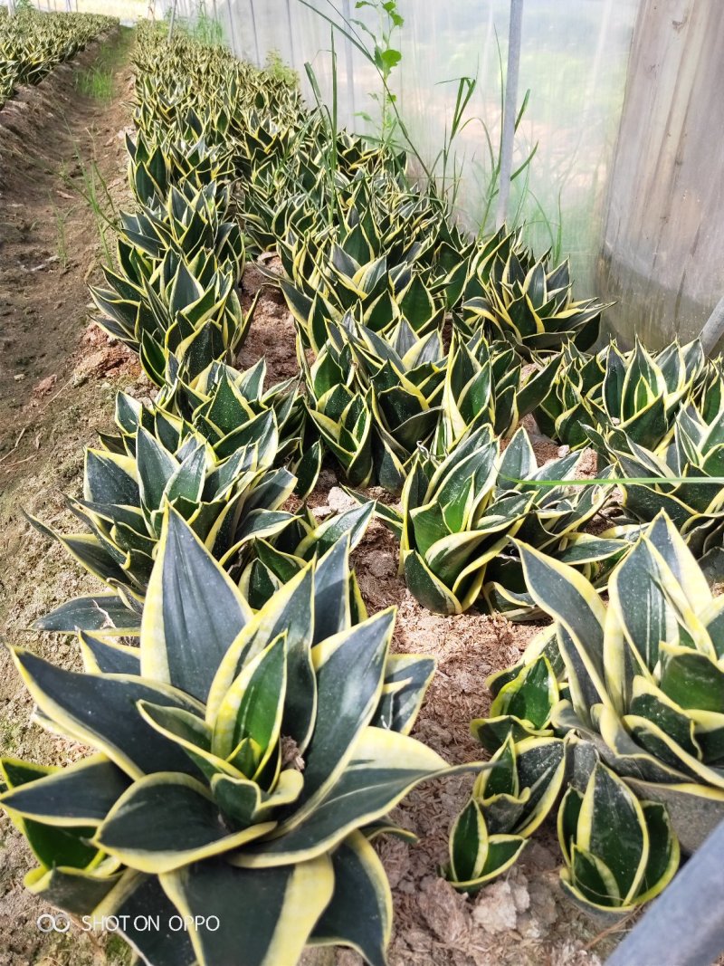 虎皮兰荷花兰虎尾兰高10到20厘米福建漳州苗木基地