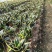 虎皮兰荷花兰虎尾兰高10到20厘米福建漳州苗木基地