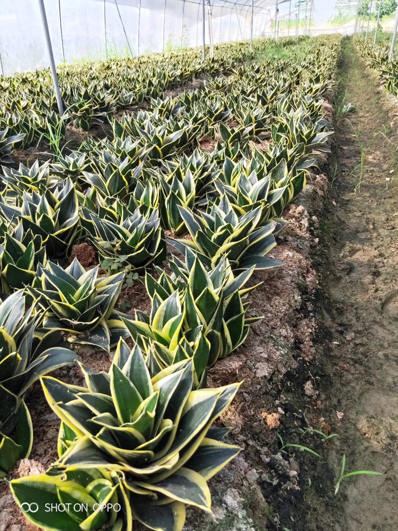 虎皮兰荷花兰虎尾兰高10到20厘米福建漳州苗木基地
