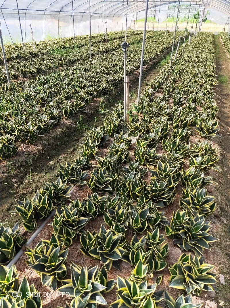 虎皮兰荷花兰虎尾兰高10到20厘米福建漳州苗木基地