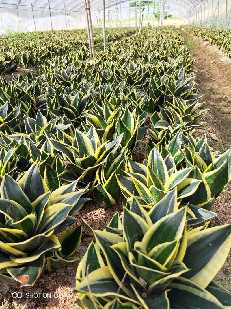 虎皮兰荷花兰虎尾兰高10到20厘米福建漳州苗木基地