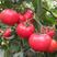 K157粉果番茄苗，高抗病特高产免费提供技术服务