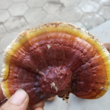 有点甜的灵芝，灵芝嫩片货源稳定保质保量欢迎选购