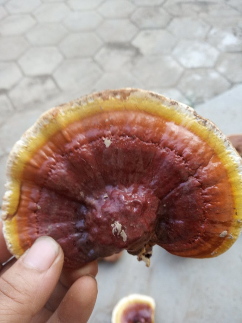 有点甜的灵芝，灵芝嫩片货源稳定保质保量欢迎选购