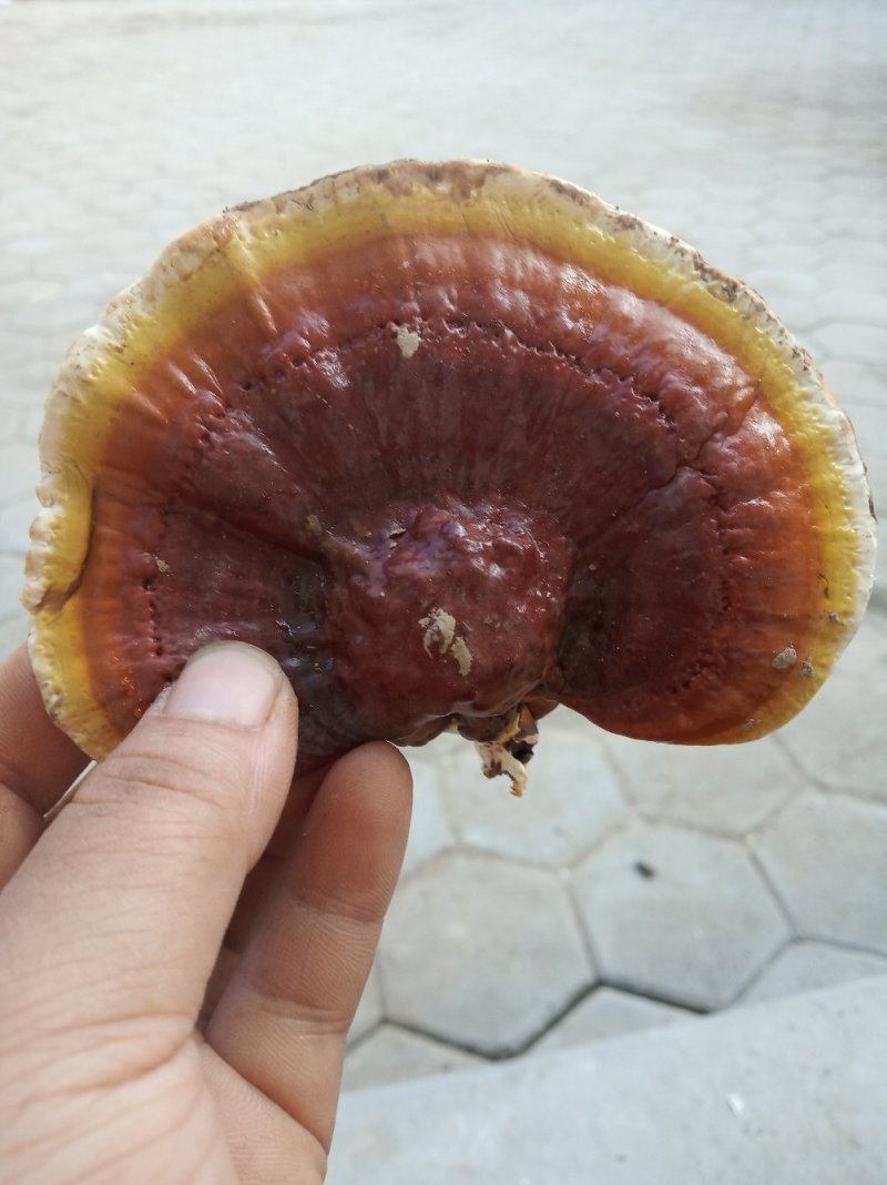 有点甜的灵芝，灵芝嫩片货源稳定保质保量欢迎选购