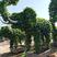 大象跟牛造型三角梅动物造型三角梅福建漳州苗木基地