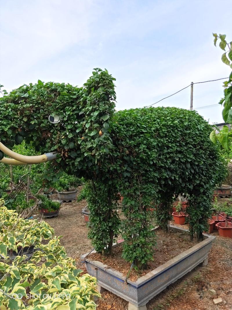 大象跟牛造型三角梅动物造型三角梅福建漳州苗木基地