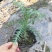 小澳洲杉澳洲杉小苗高20厘米福建漳州苗木基地直批