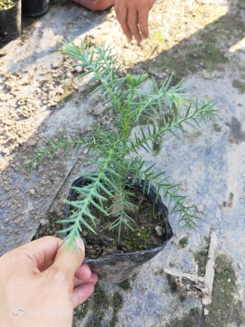 小澳洲杉澳洲杉小苗高20厘米福建漳州苗木基地直批